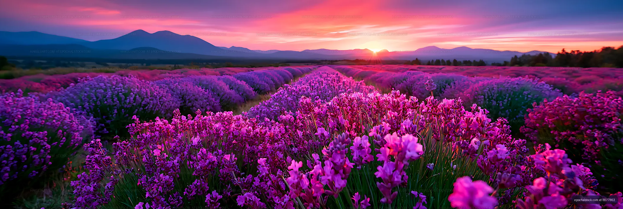 Lavender flower field glowing beneath a colorful sunset