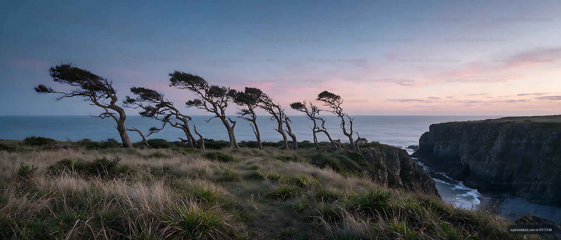 Windblown trees overlooking a rocky sea coast
