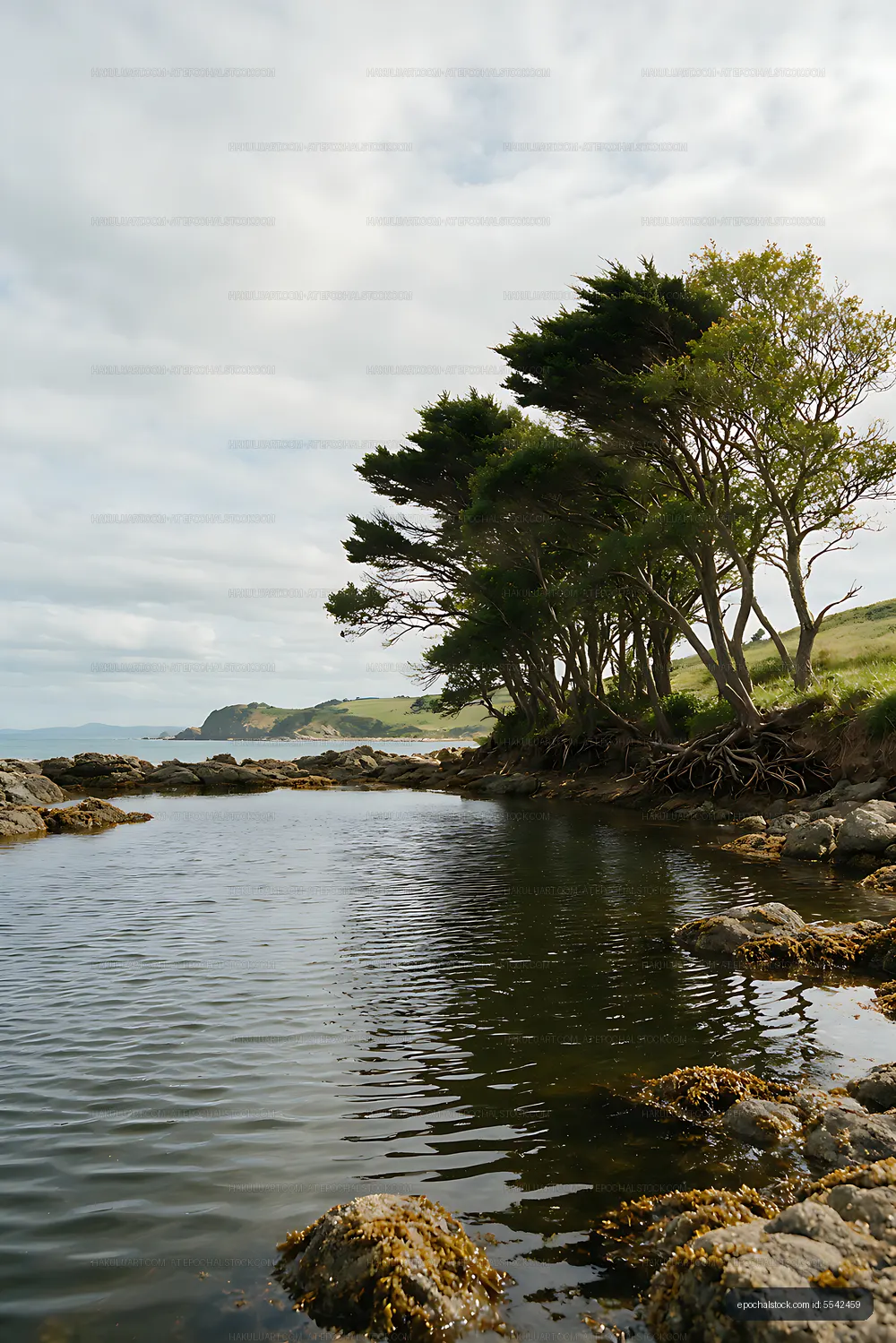 Windblown trees overlooking a rocky coastal inlet