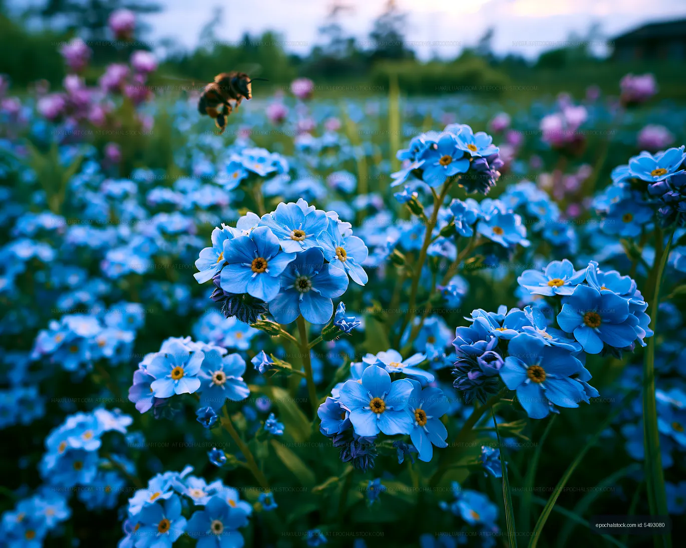 Bees pollinating blue flowers in a field during sunset