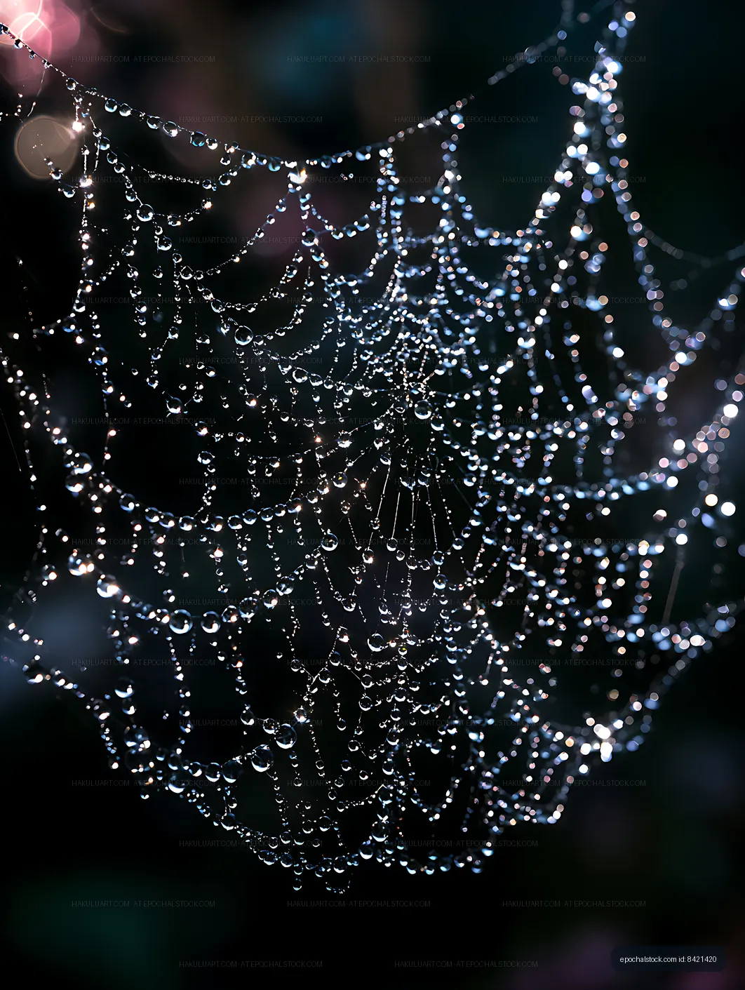 Dew drops shimmering on an intricate spider web