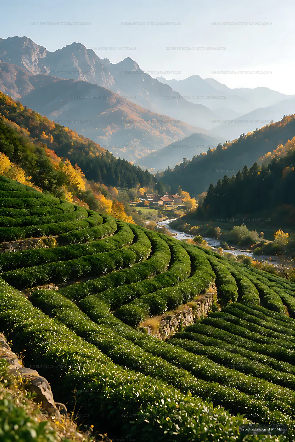 Misty tea fields overlooking a mountain valley