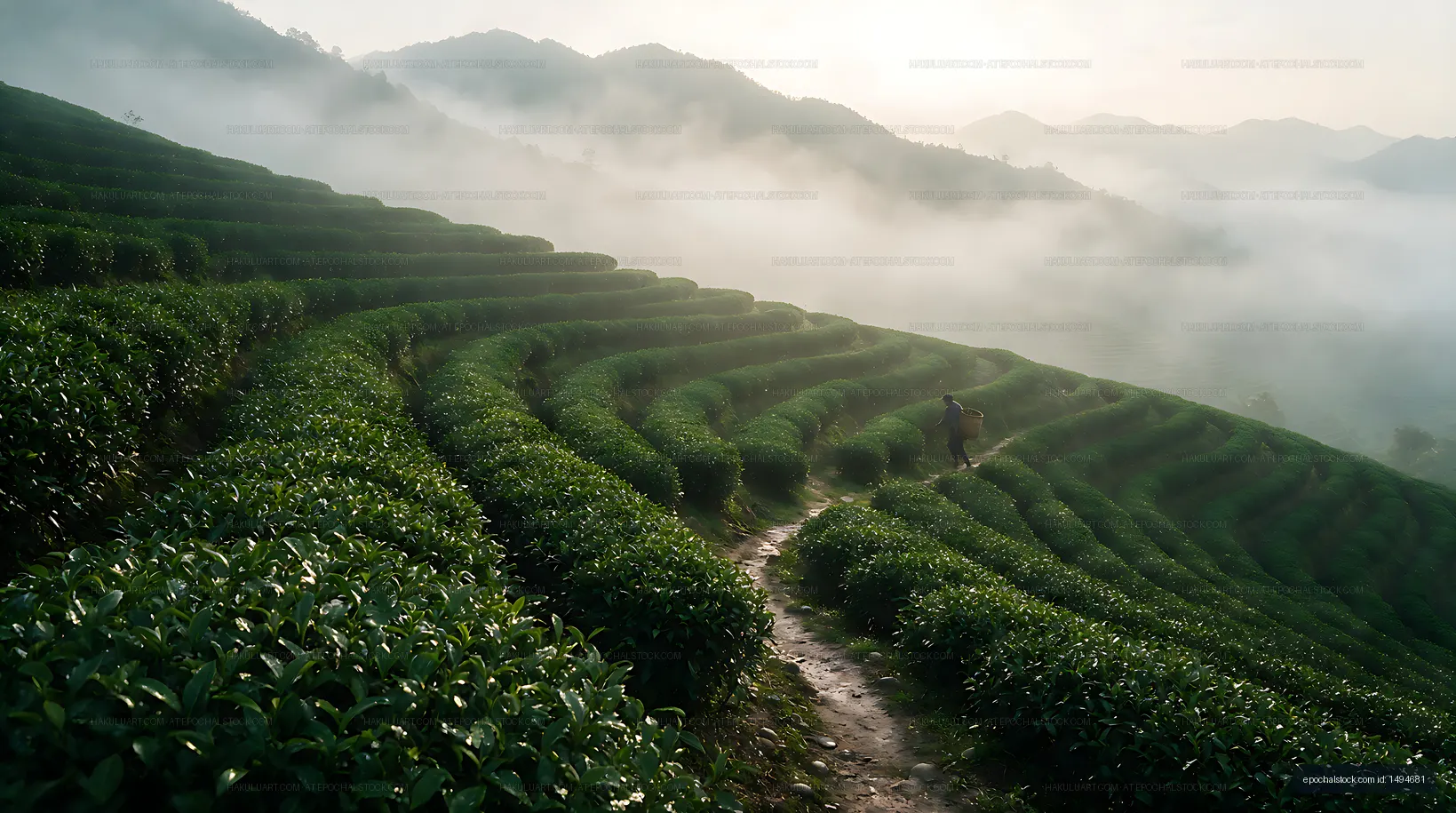 Misty mountain slopes with terraced green fields