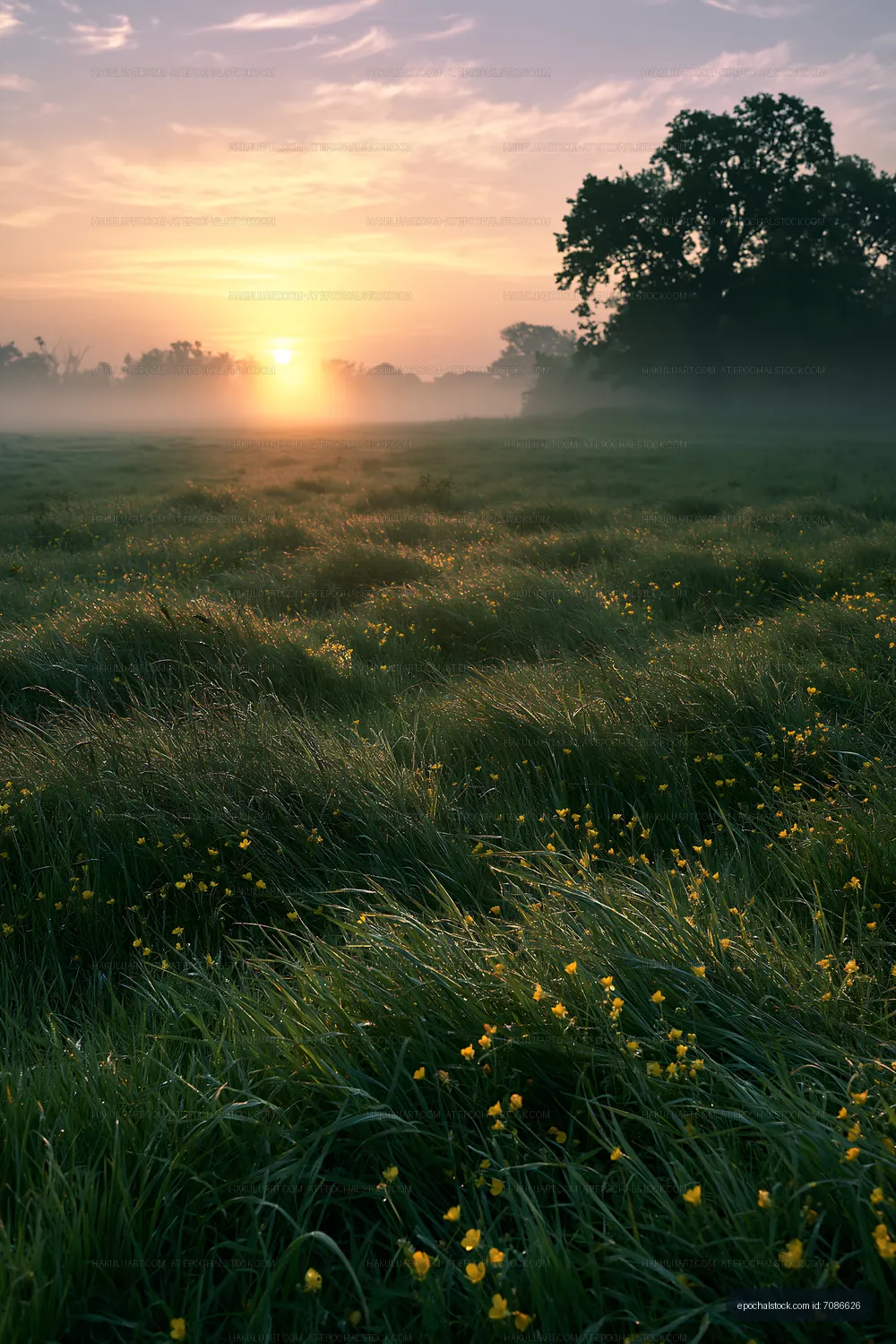Sunrise over a misty field with blooming yellow flowers