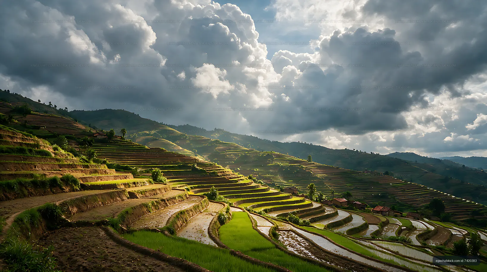 Layered rice terraces covering green mountain hillsides