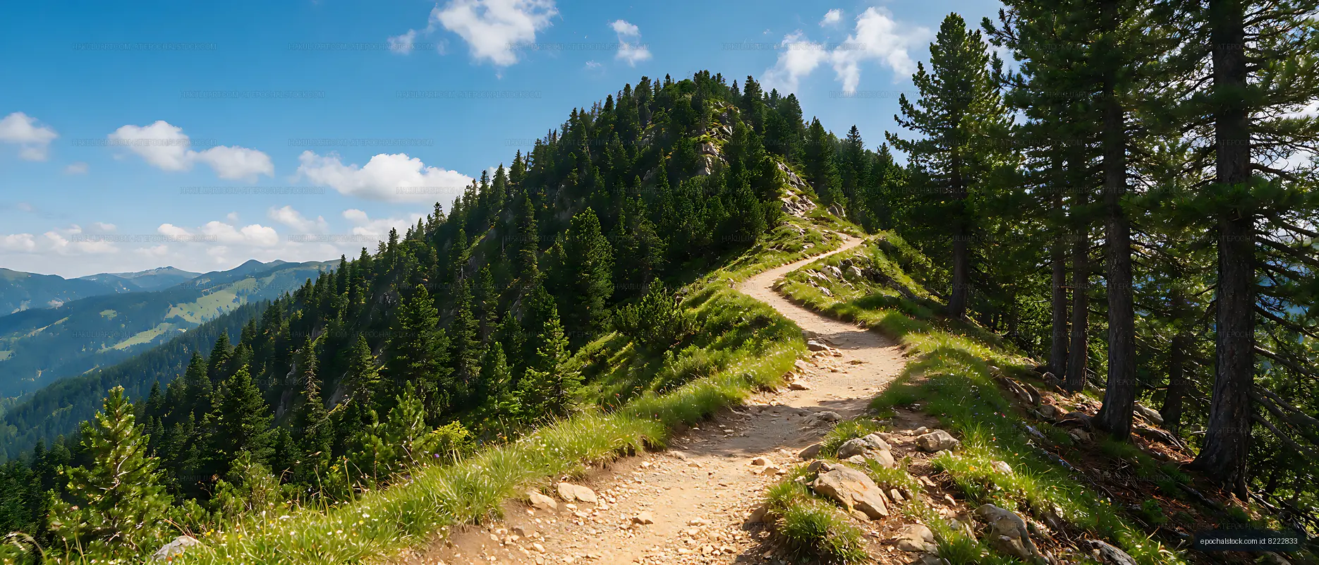 Scenic pine forest trail along a mountain ridge