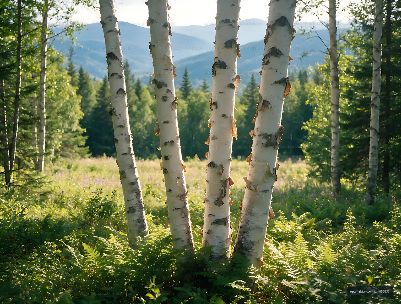 White birch forest overlooking layered mountains
