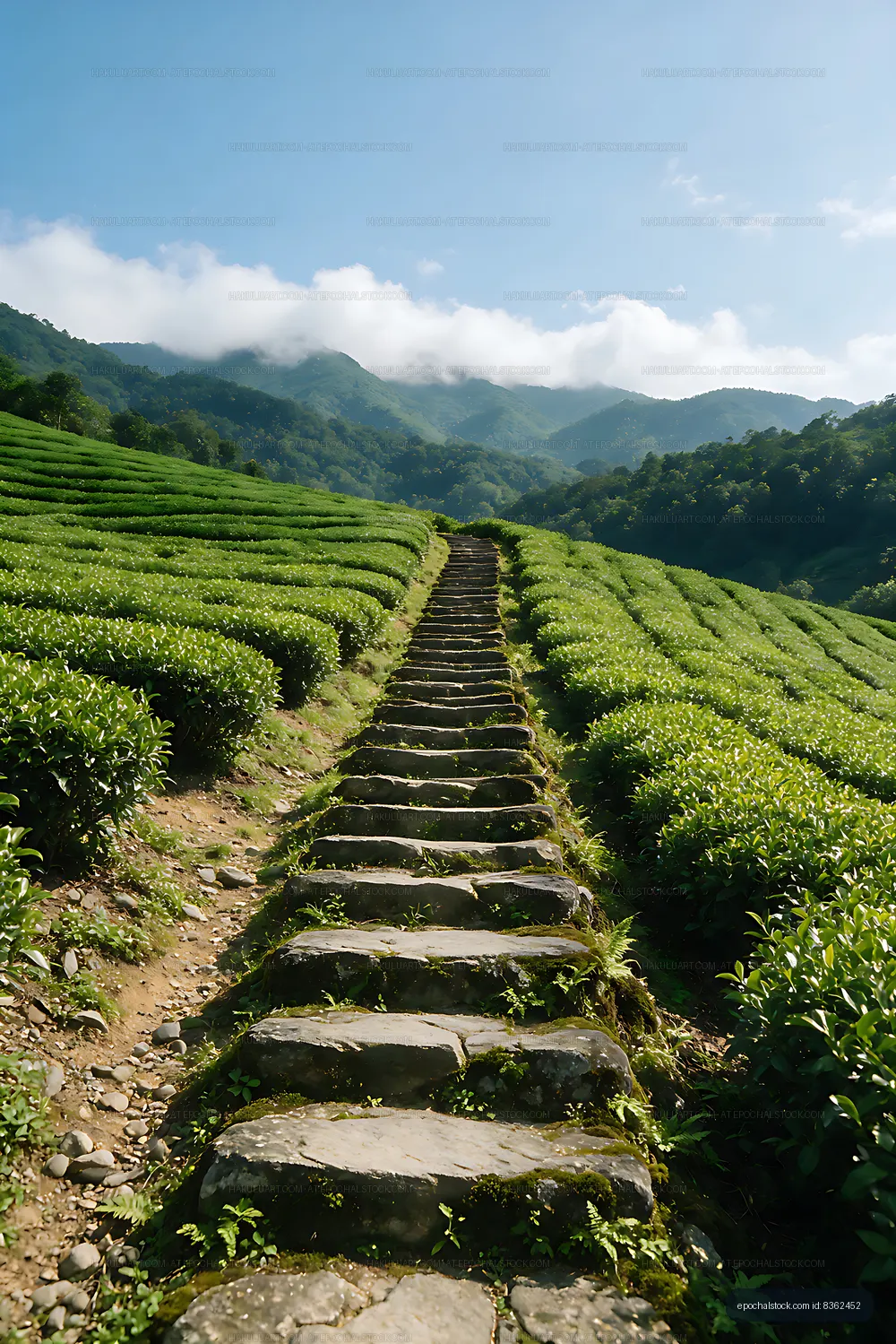Lush tea fields and stone steps in a mountain valley