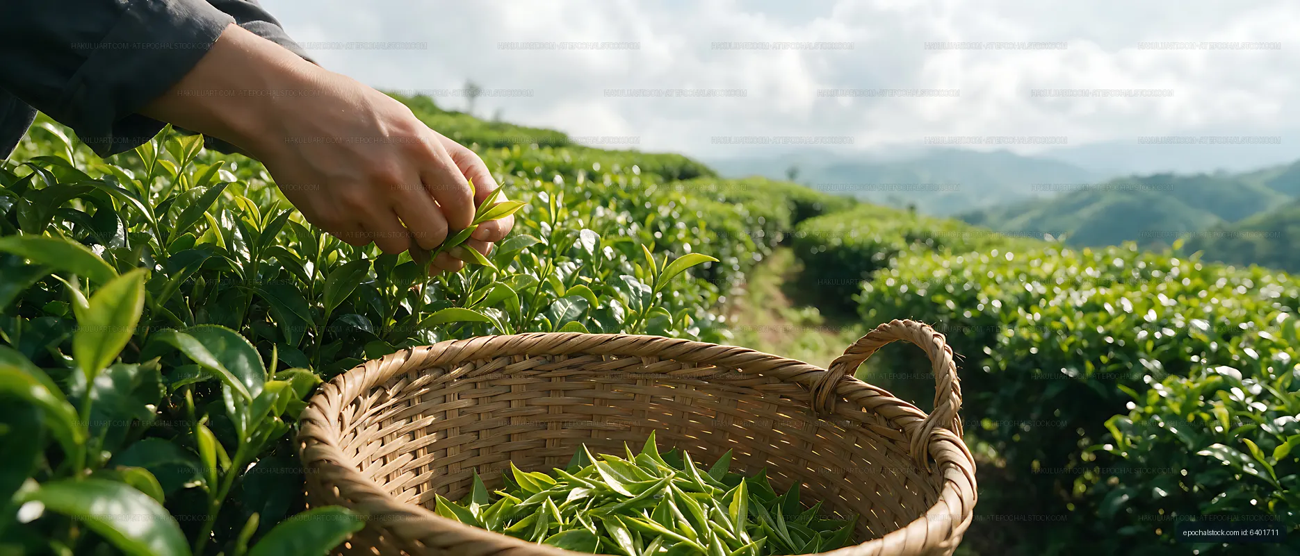 Fresh Tea Leaves Collected in Mountain Plantation