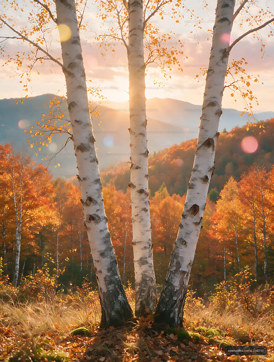 Golden autumn birch forest and mountain landscape