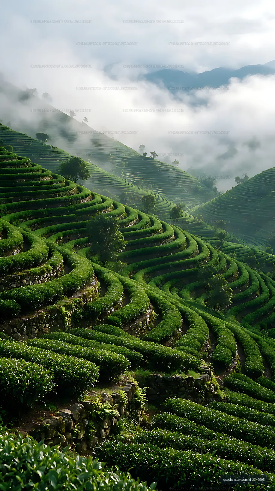 Green tea terraces surrounded by mountain mist