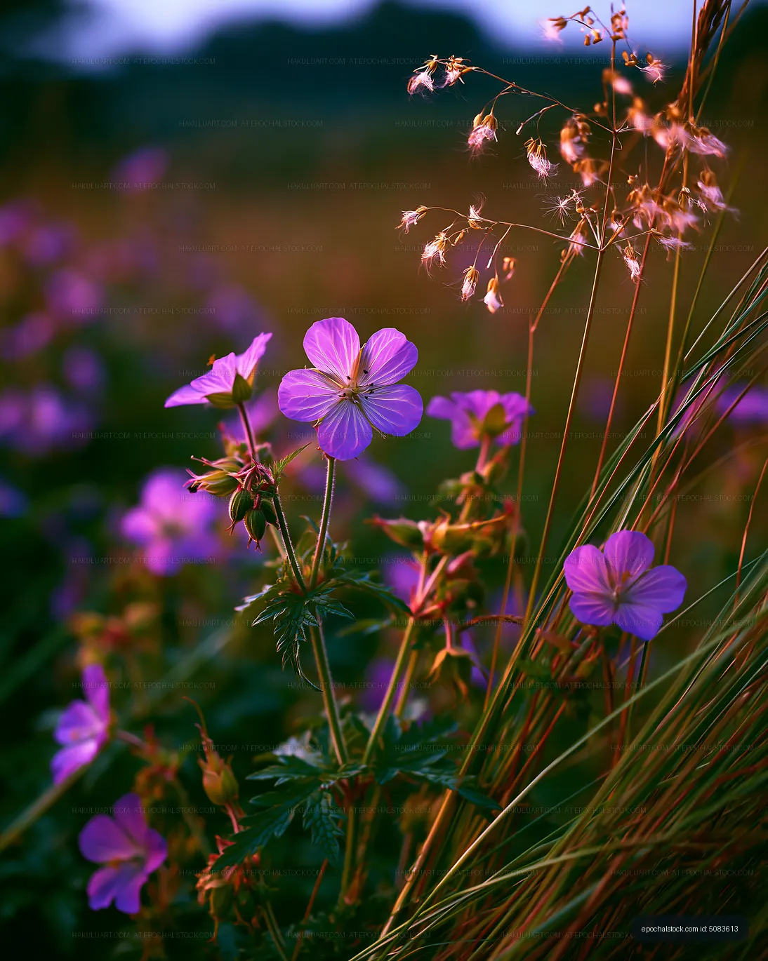 Purple flowers in a field during sunset