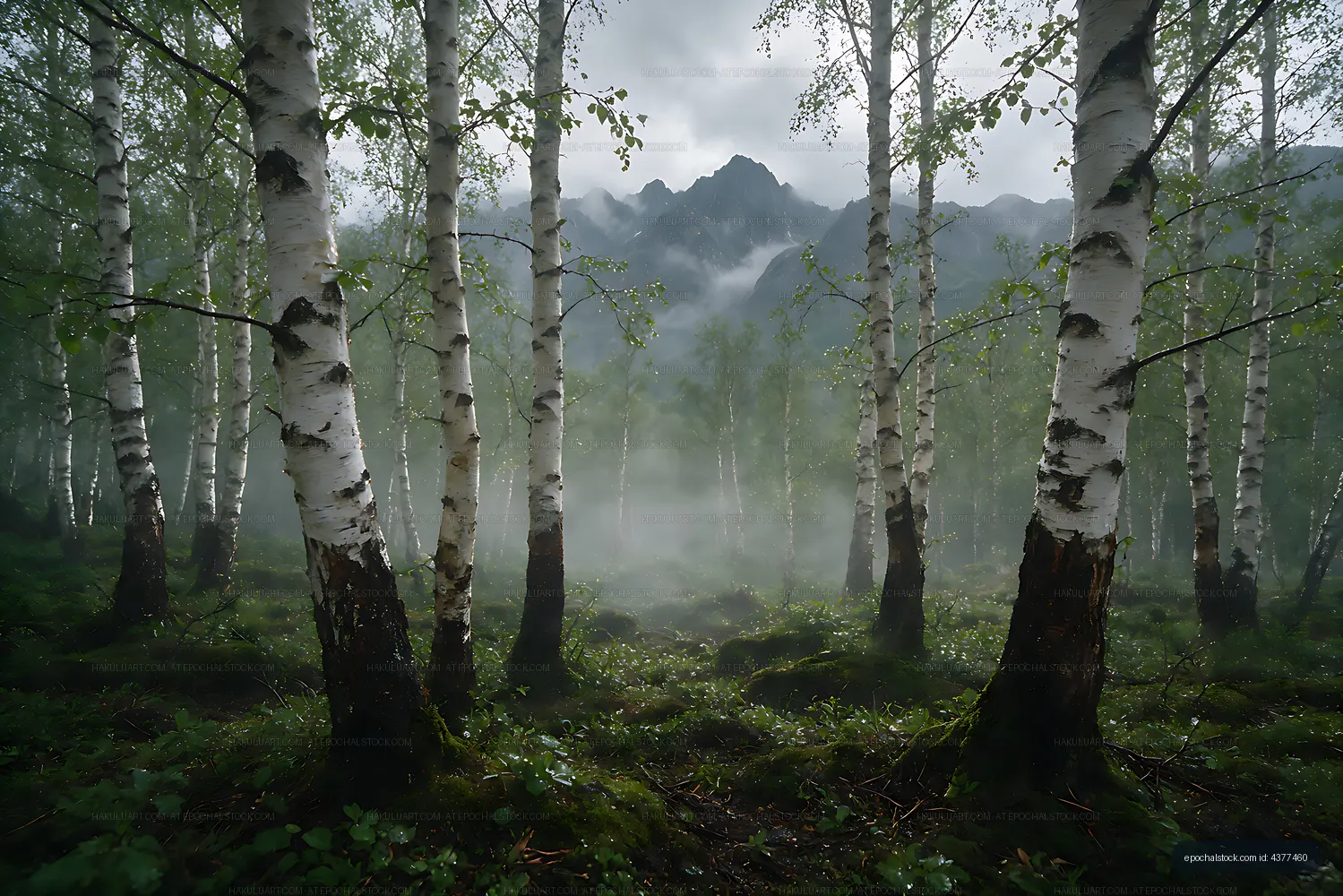 Birch trees and misty peaks in a mountain landscape