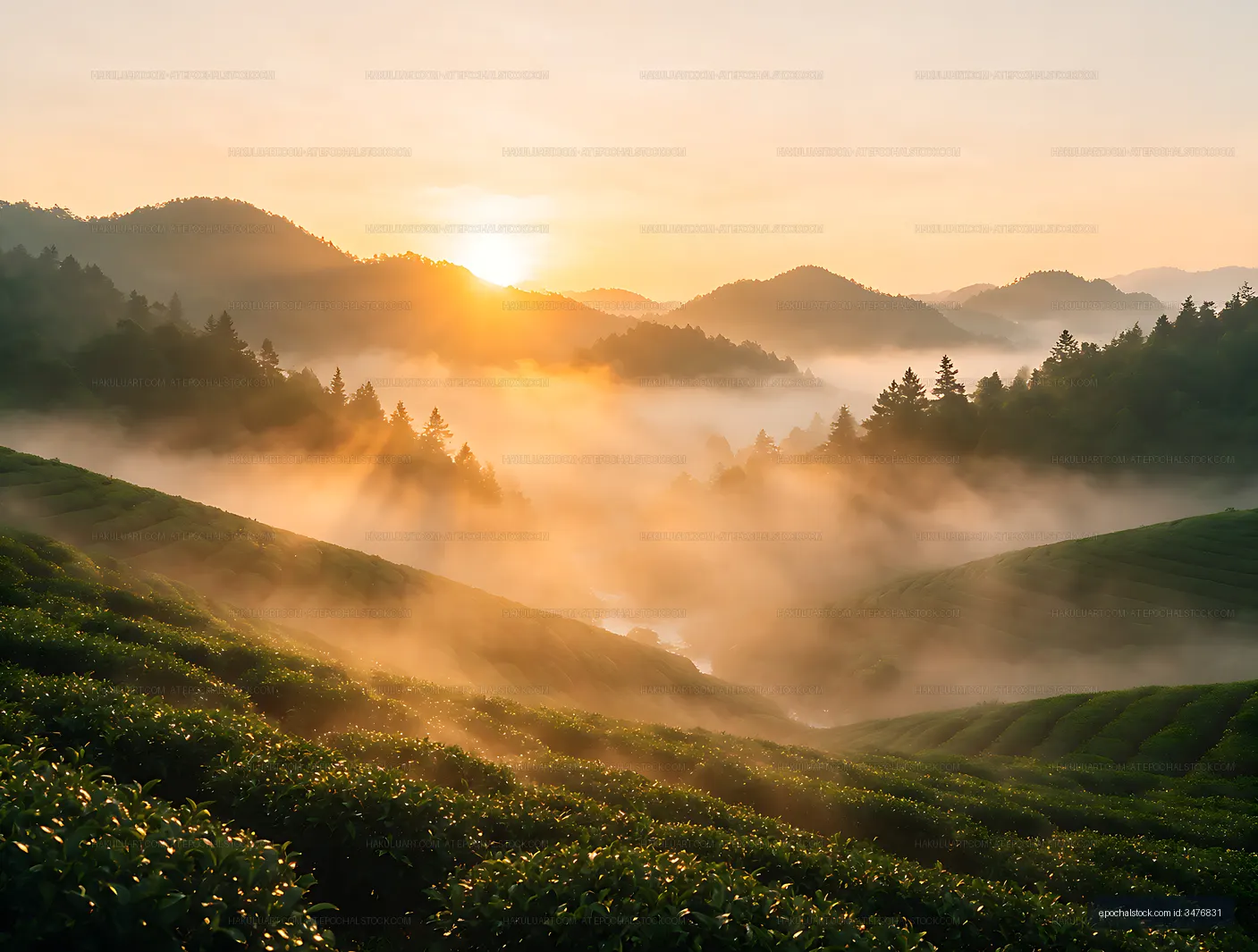 Sunrise Over Tea Plantation and Mountain Valley
