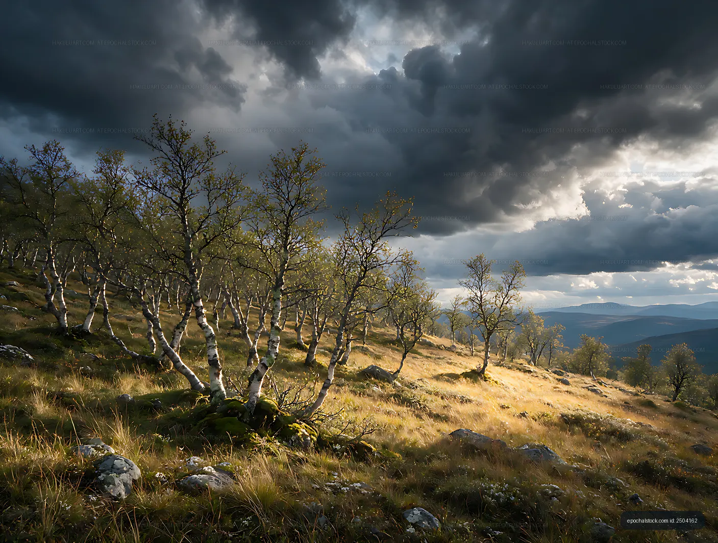 Sunlit birch trees on a rocky mountain hillside