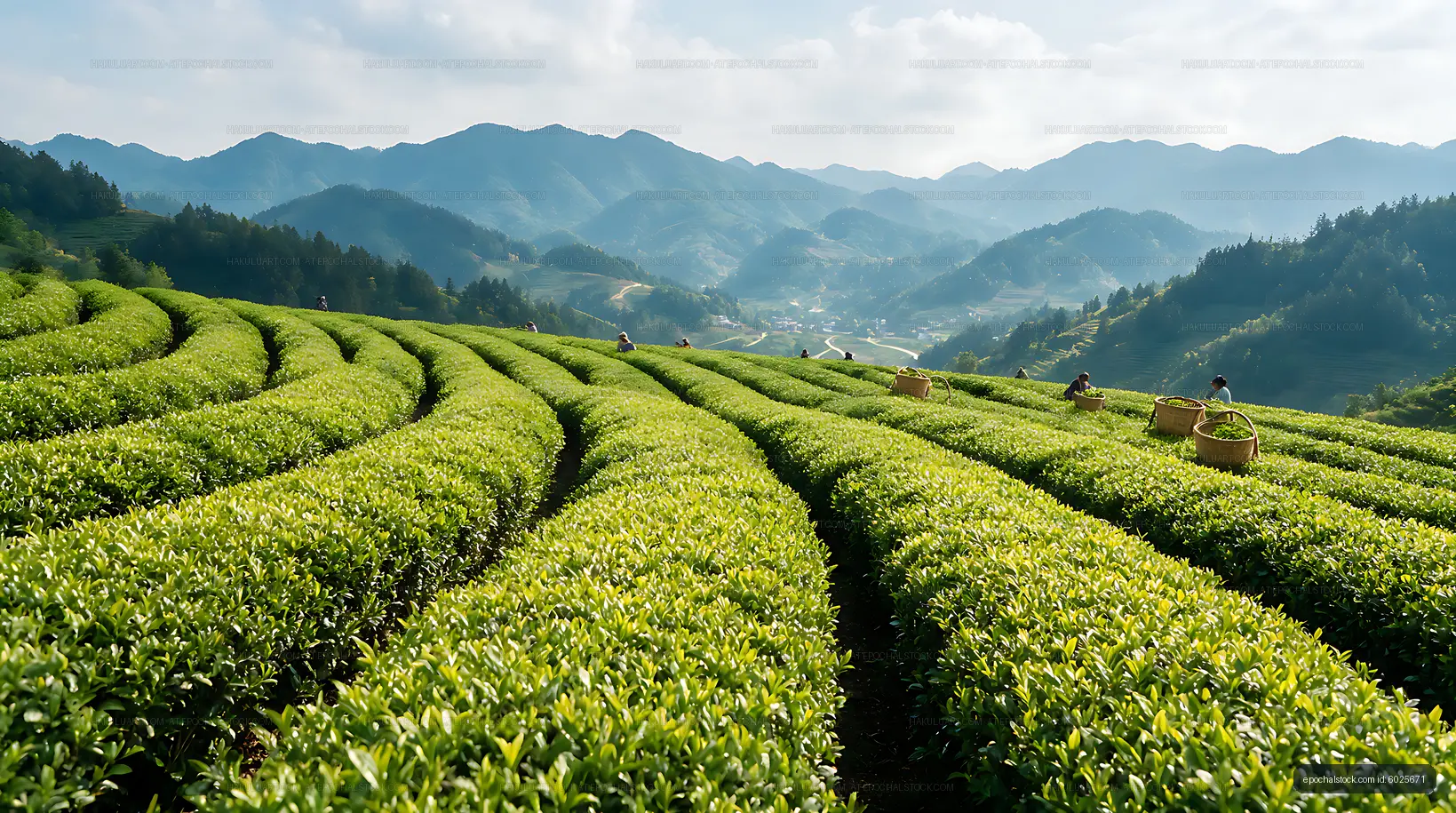 Sunlit tea plantation among mountain ridges