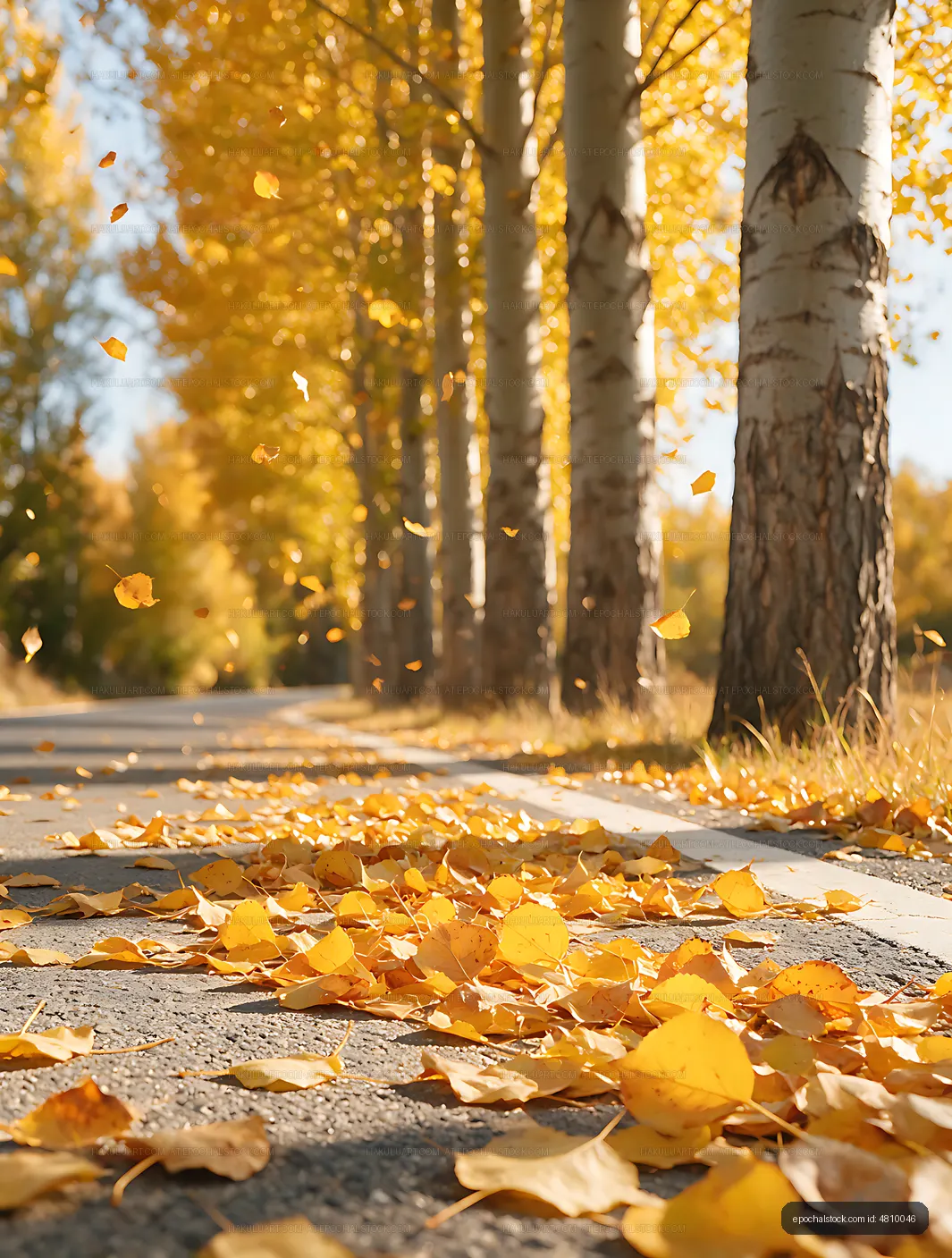 Autumn foliage and fallen leaves on a sunny path