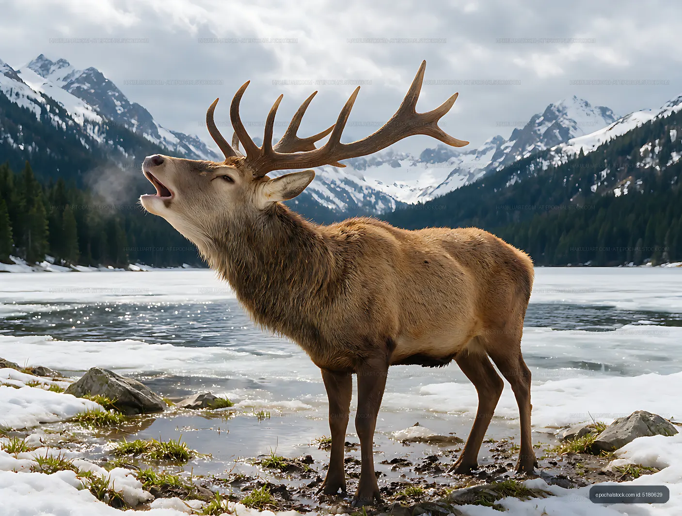 Antlered elk beside a snowy mountain lake