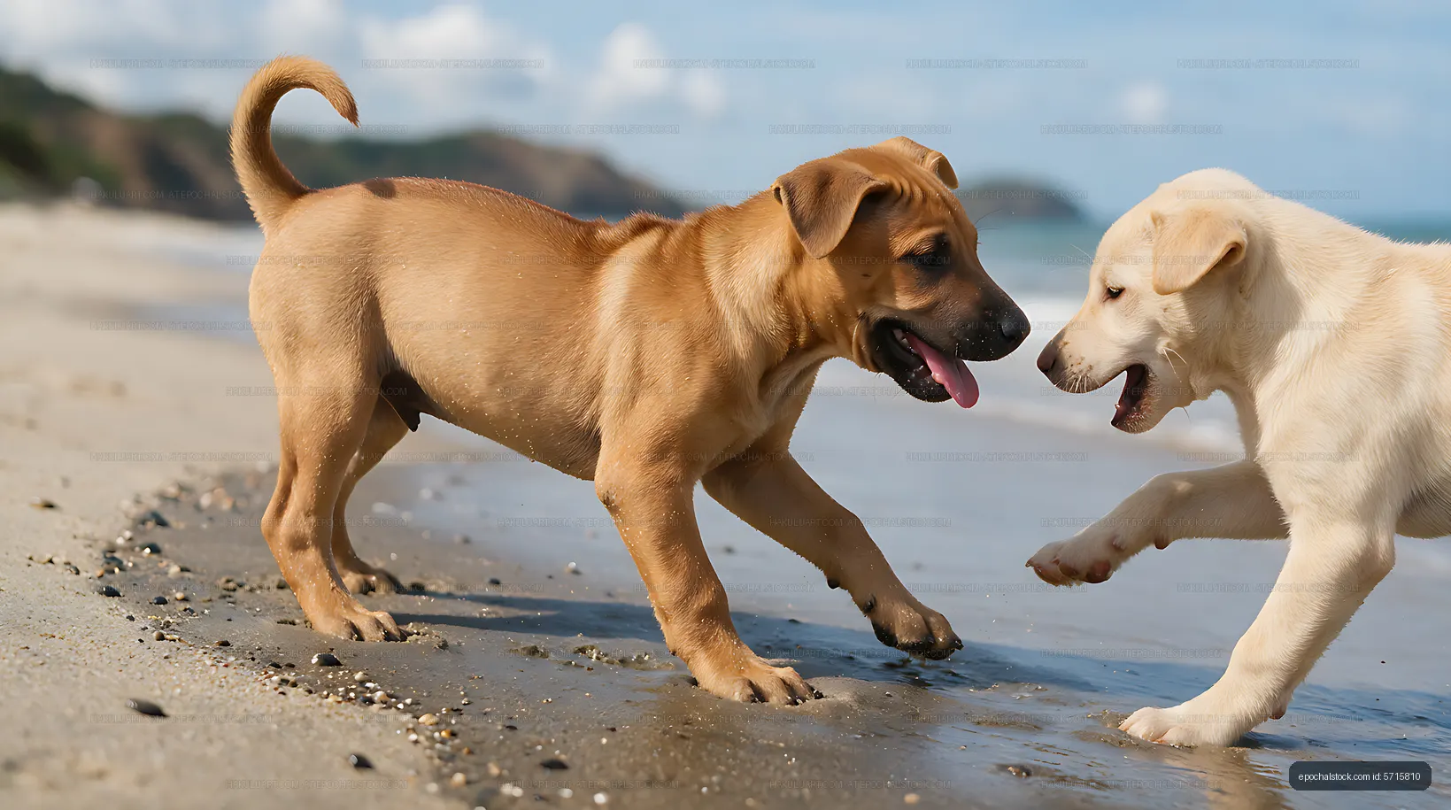 Puppies playing at the water’s edge