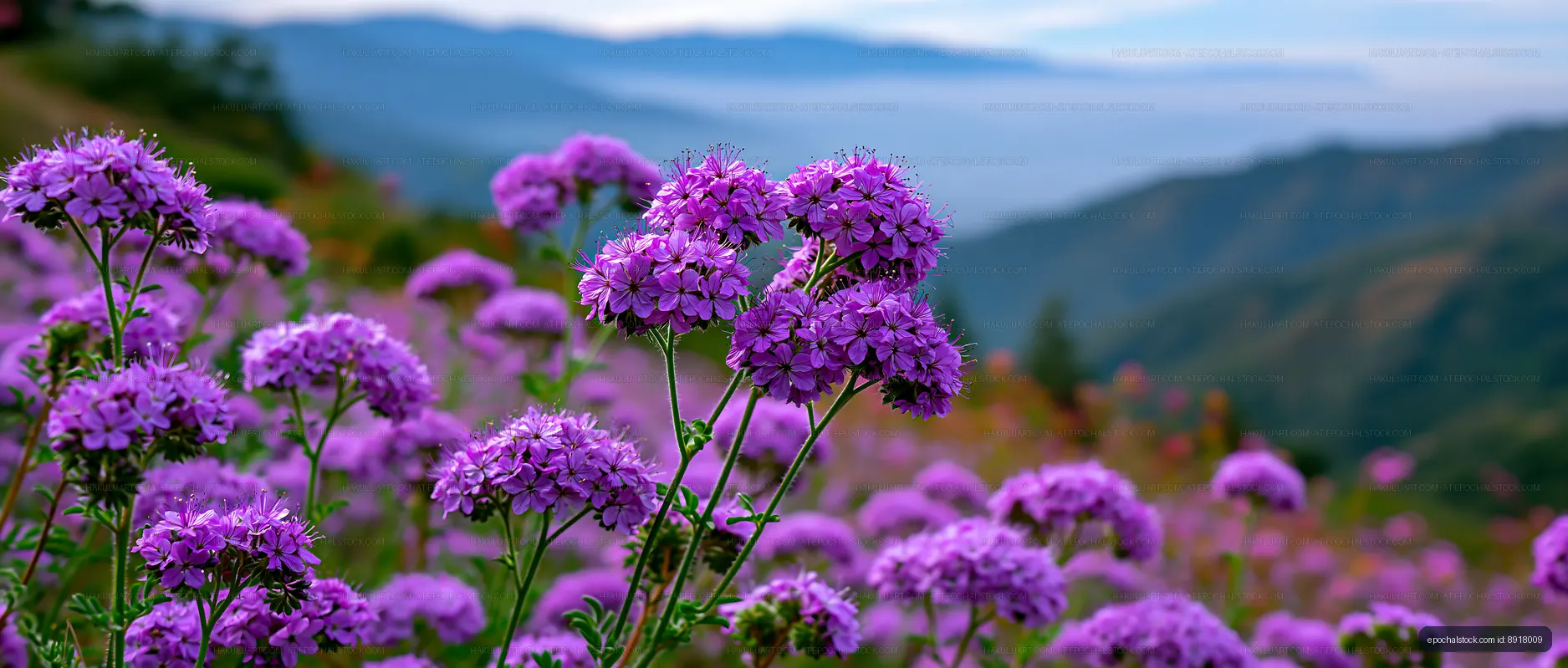 Purple flowers bloom in a mountain landscape during daylight