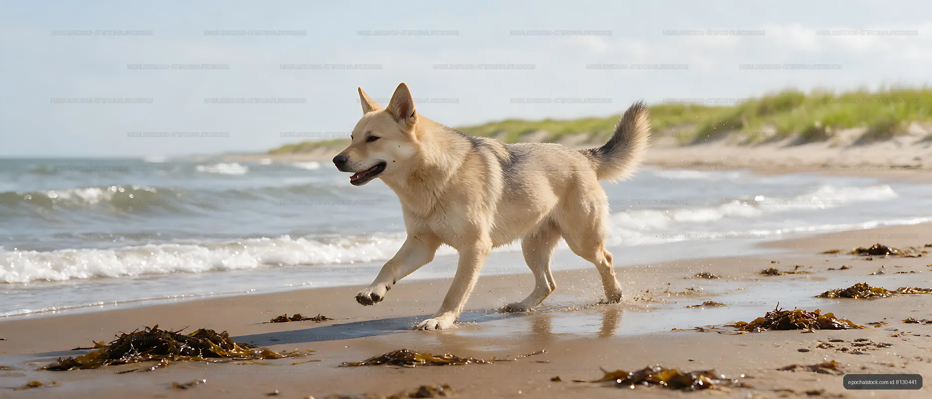 Active dog running on a sunny coastal beach