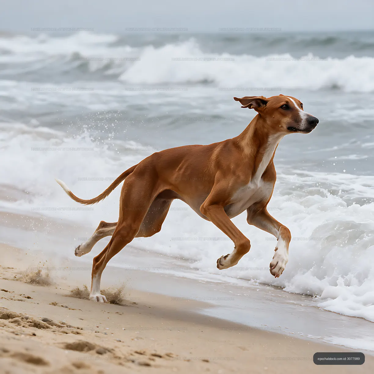 Sighthound running in surf at the beach