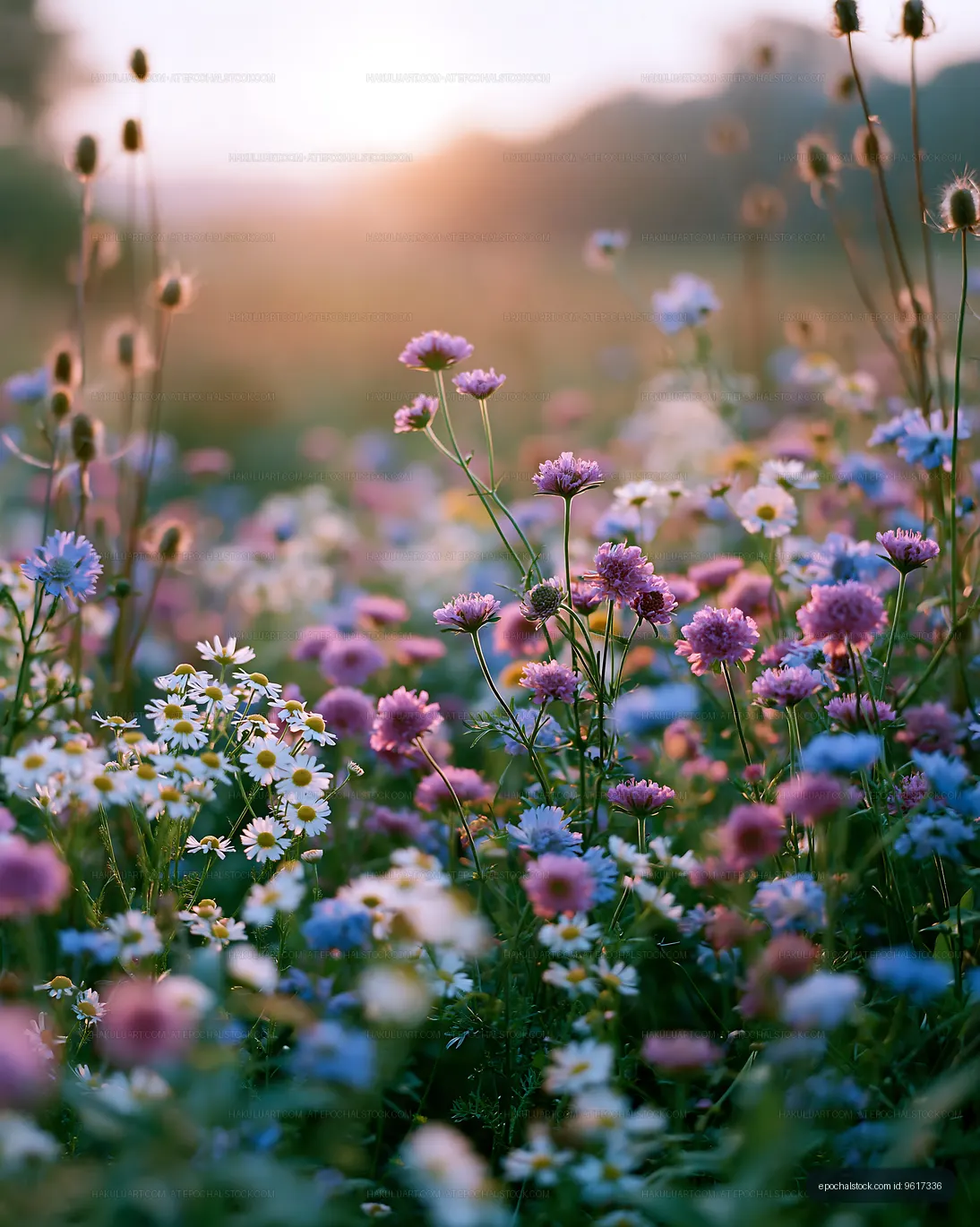 Colorful wildflowers blooming in a field during sunset