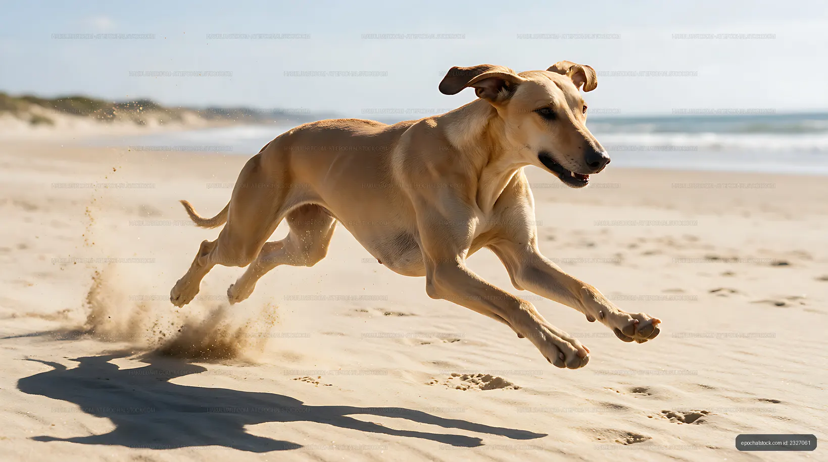 Dog in motion along a sunny ocean beach