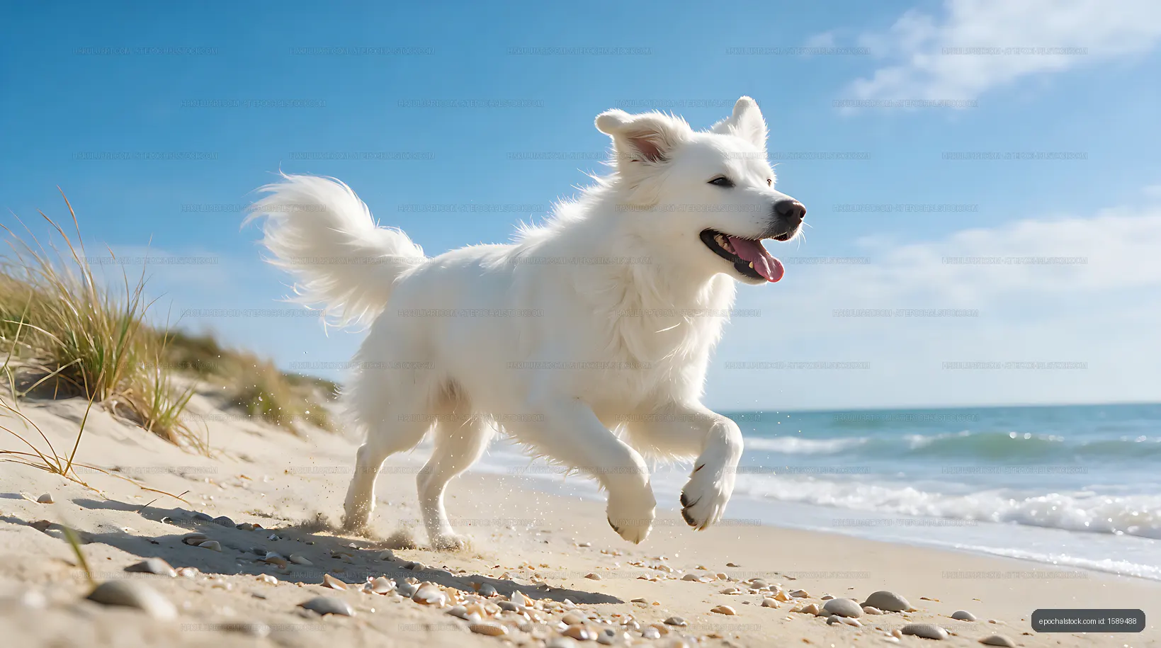 White dog sprinting across a sunlit beach