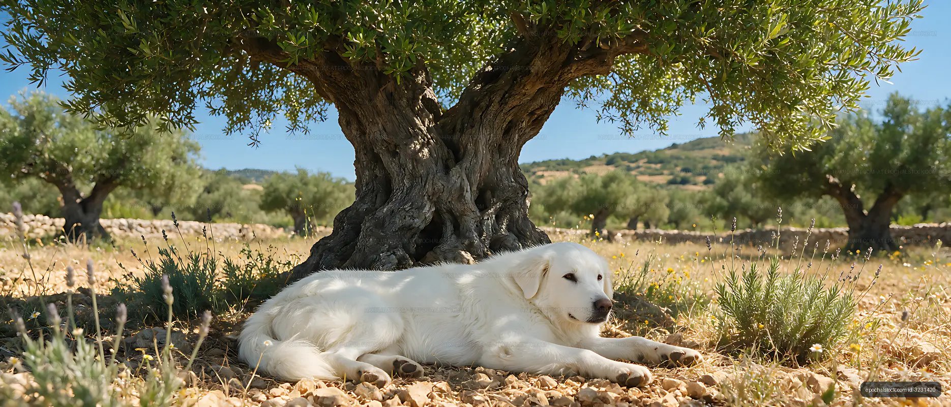 White dog lying in a sunny olive grove