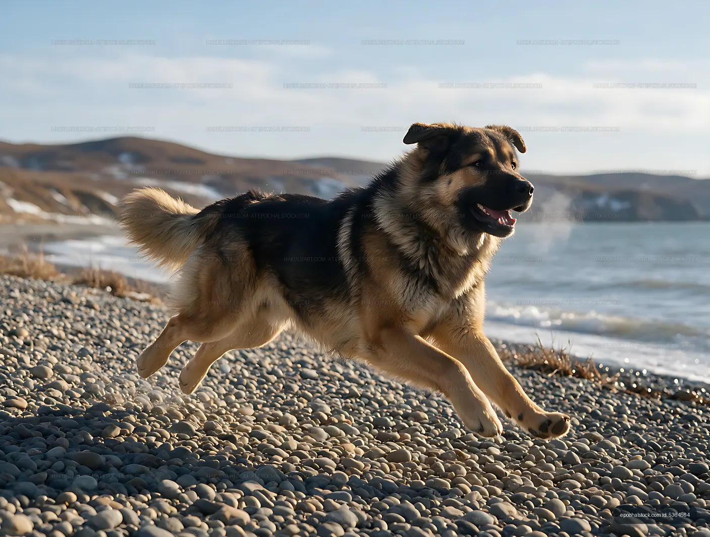 Dog running beside the sea on a rocky shore