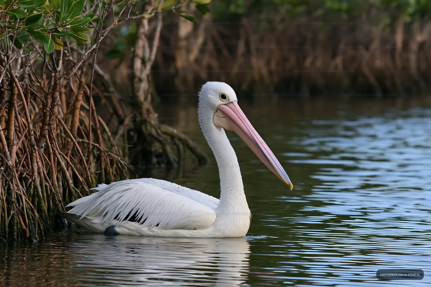 Pelican swimming in coastal lagoon water