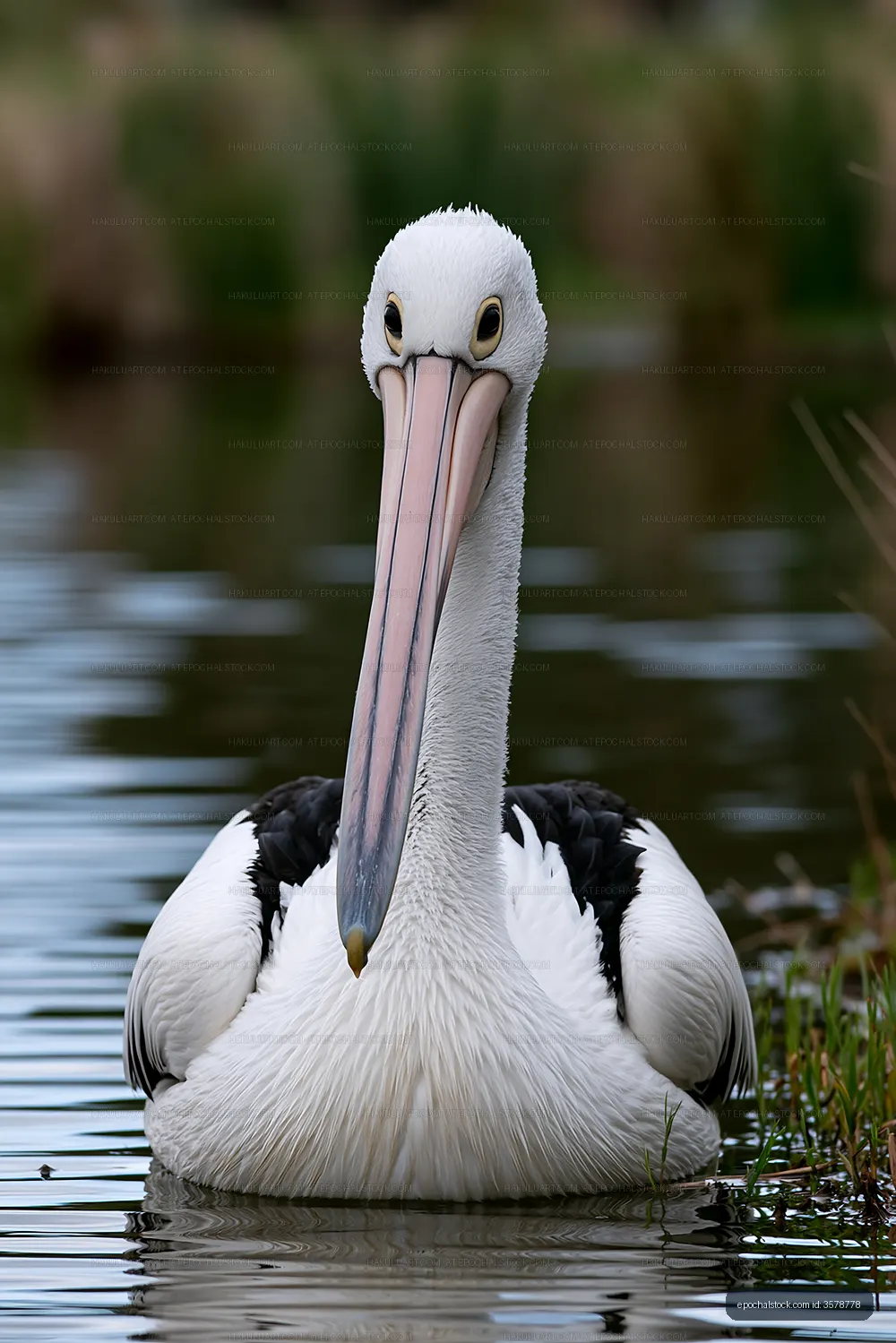 Australian pelican portrait in coastal lagoon