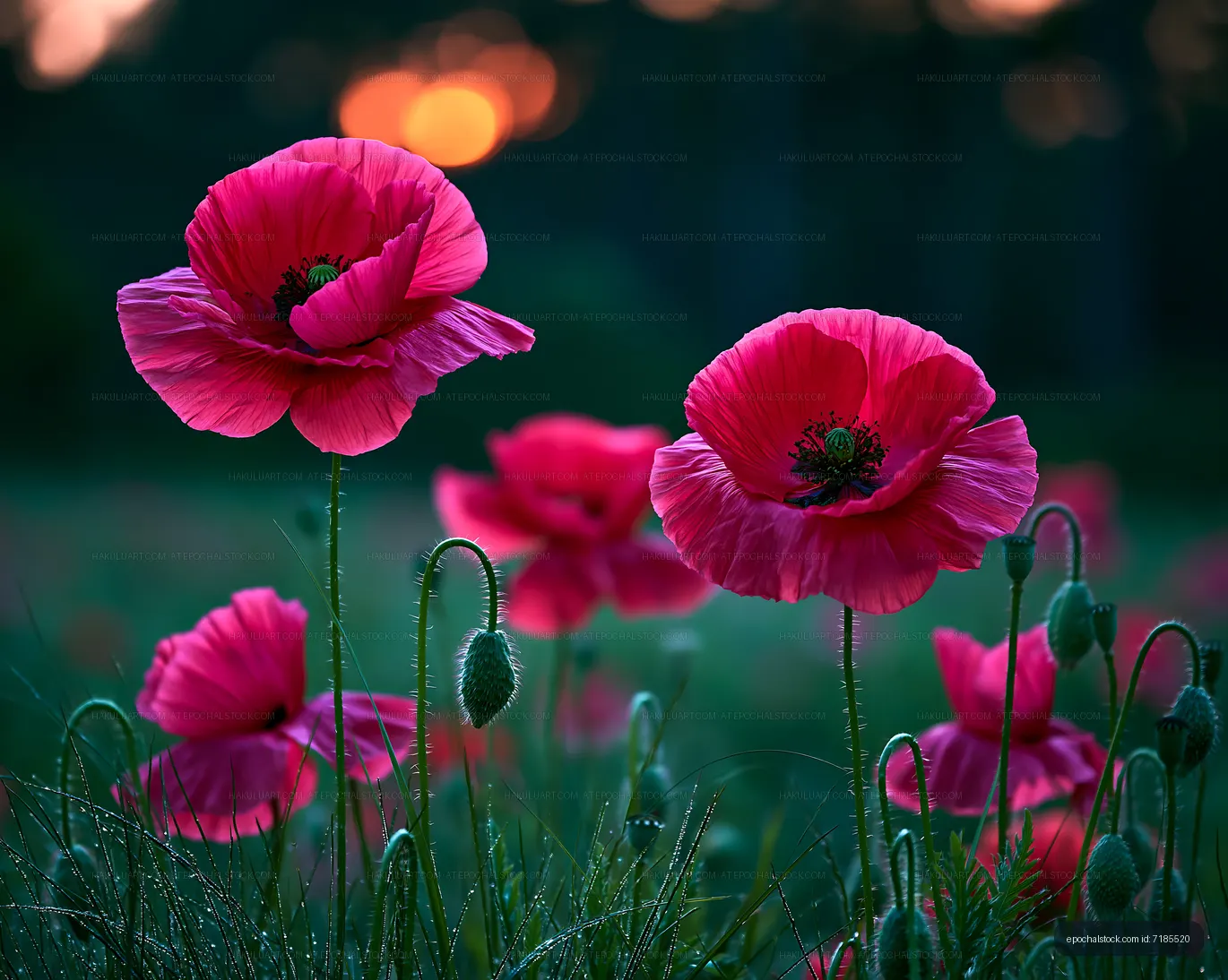 Poppies blooming in a field during sunset
