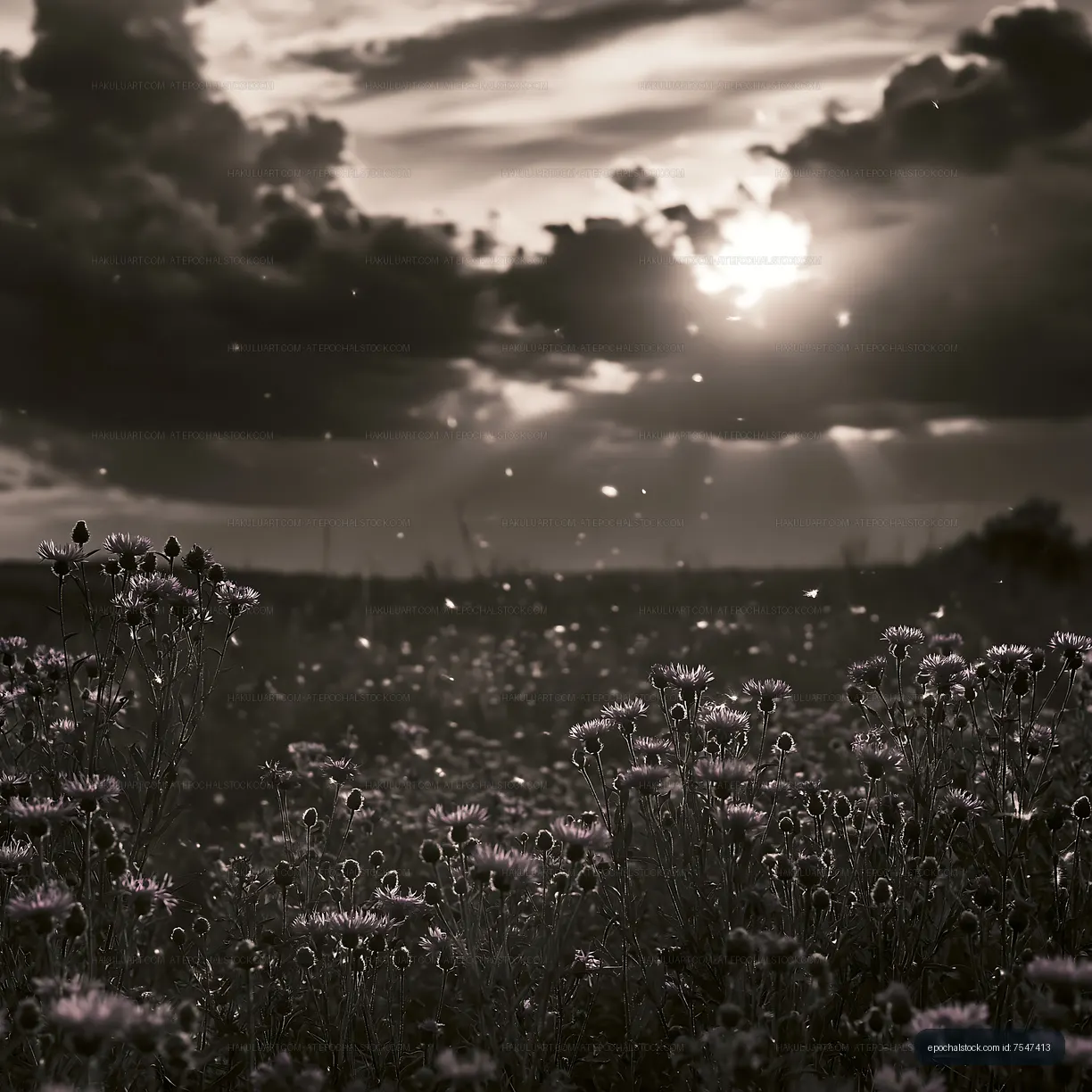Sunset over wildflowers with cloudy skies in black and white