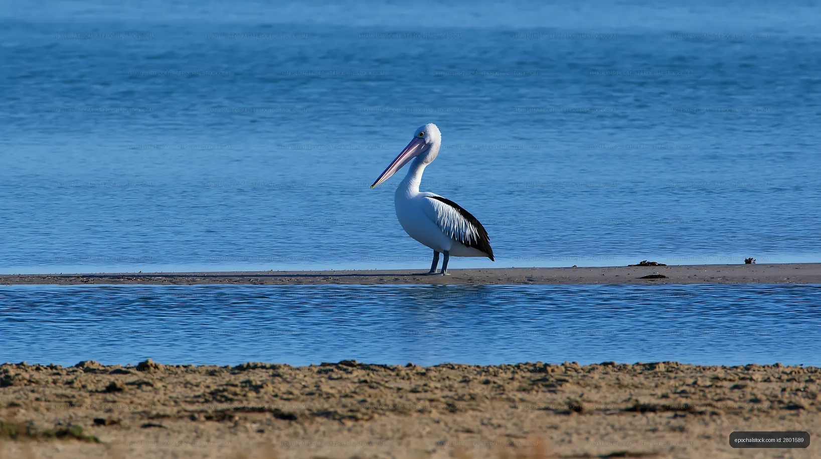 Australian pelican beside blue coastal lagoon water