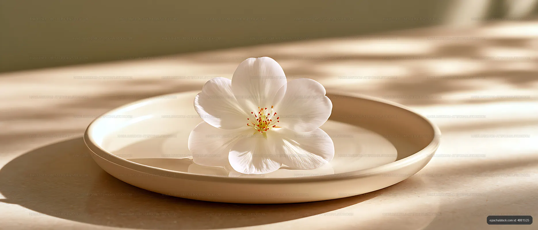 Sunlit white blossom floating in a ceramic dish