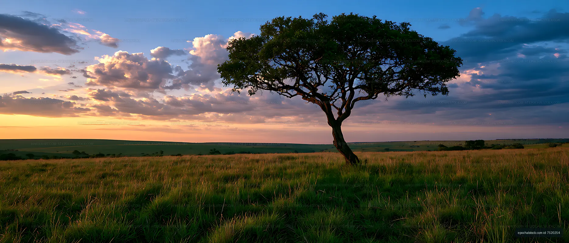 Lone tree and tall grass beneath colorful sunset clouds