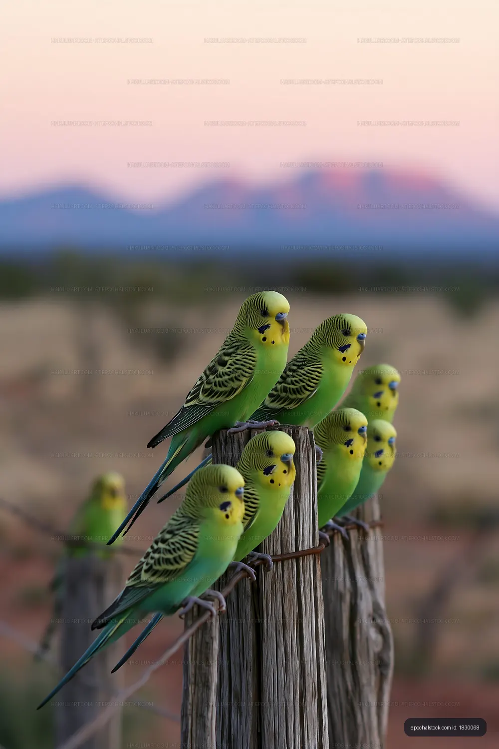 Colorful budgerigars perched above a desert landscape