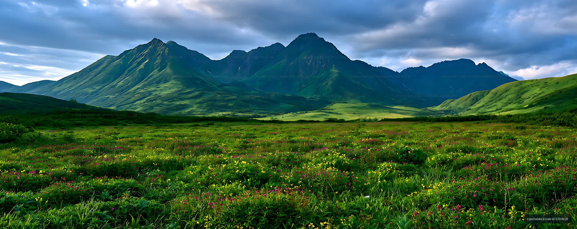 Panoramic Mountain Valley with Colorful Wildflowers