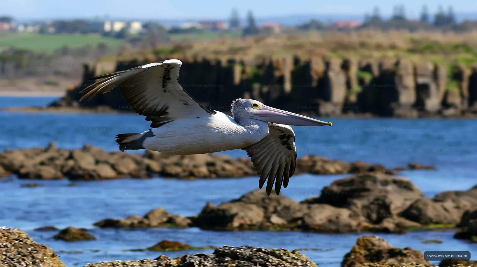 Australian pelican flying above coastal lagoon water