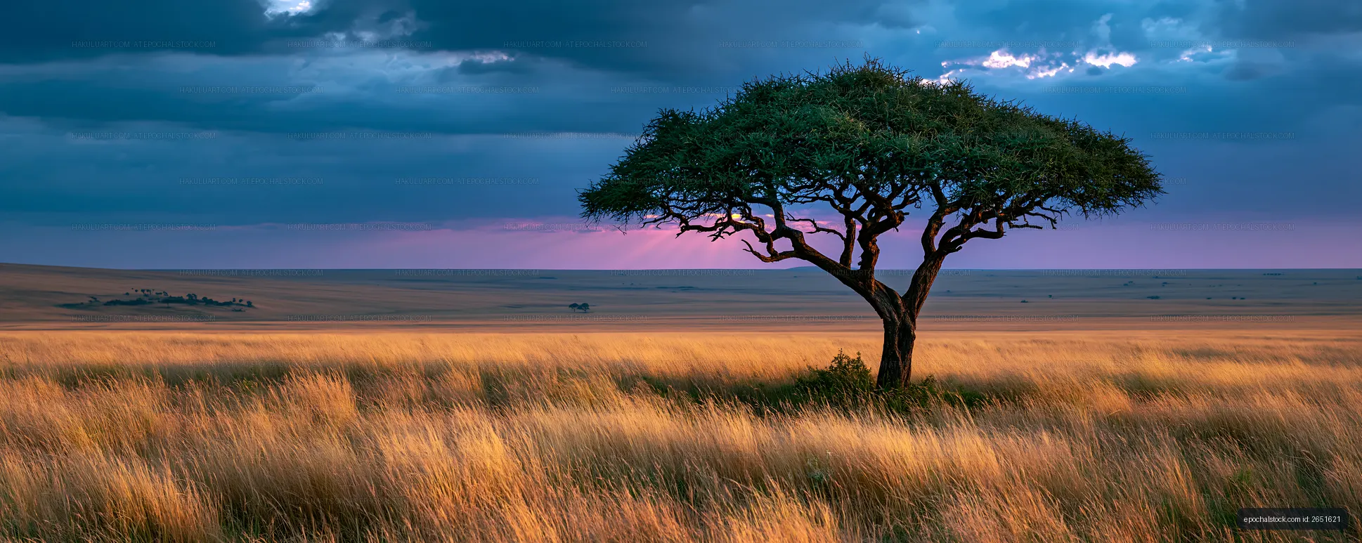 Lone tree and golden grass beneath a dramatic evening sky