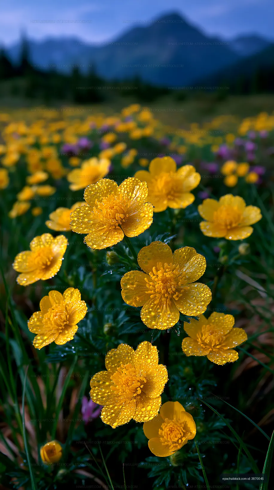 Dewy yellow wildflowers against a blurred mountain backdrop
