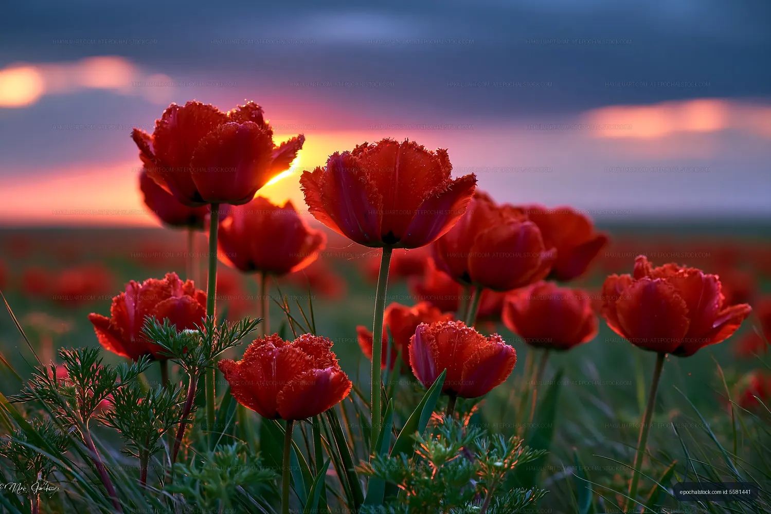 Red tulip flowers in a sunset field