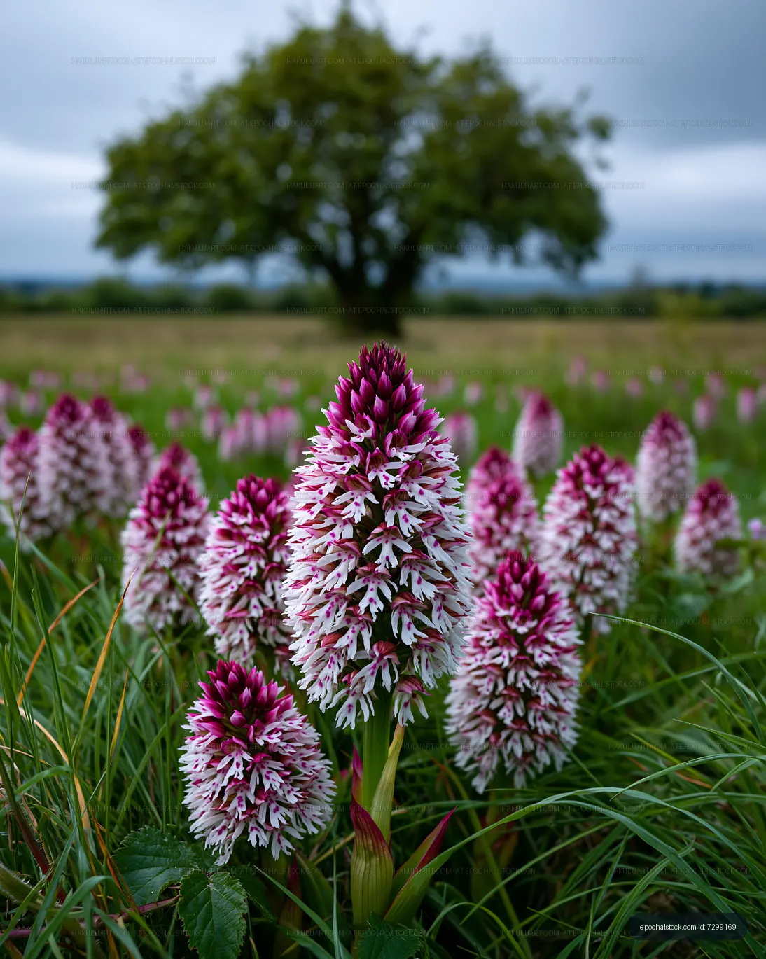 Pink and White Meadow Flowers with Soft Landscape Background