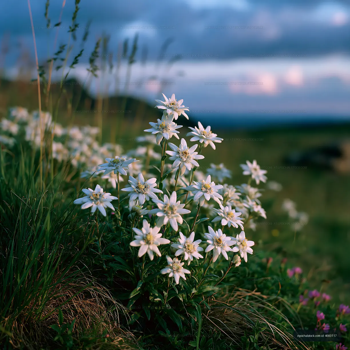 Blooming white wildflowers in a softly blurred meadow