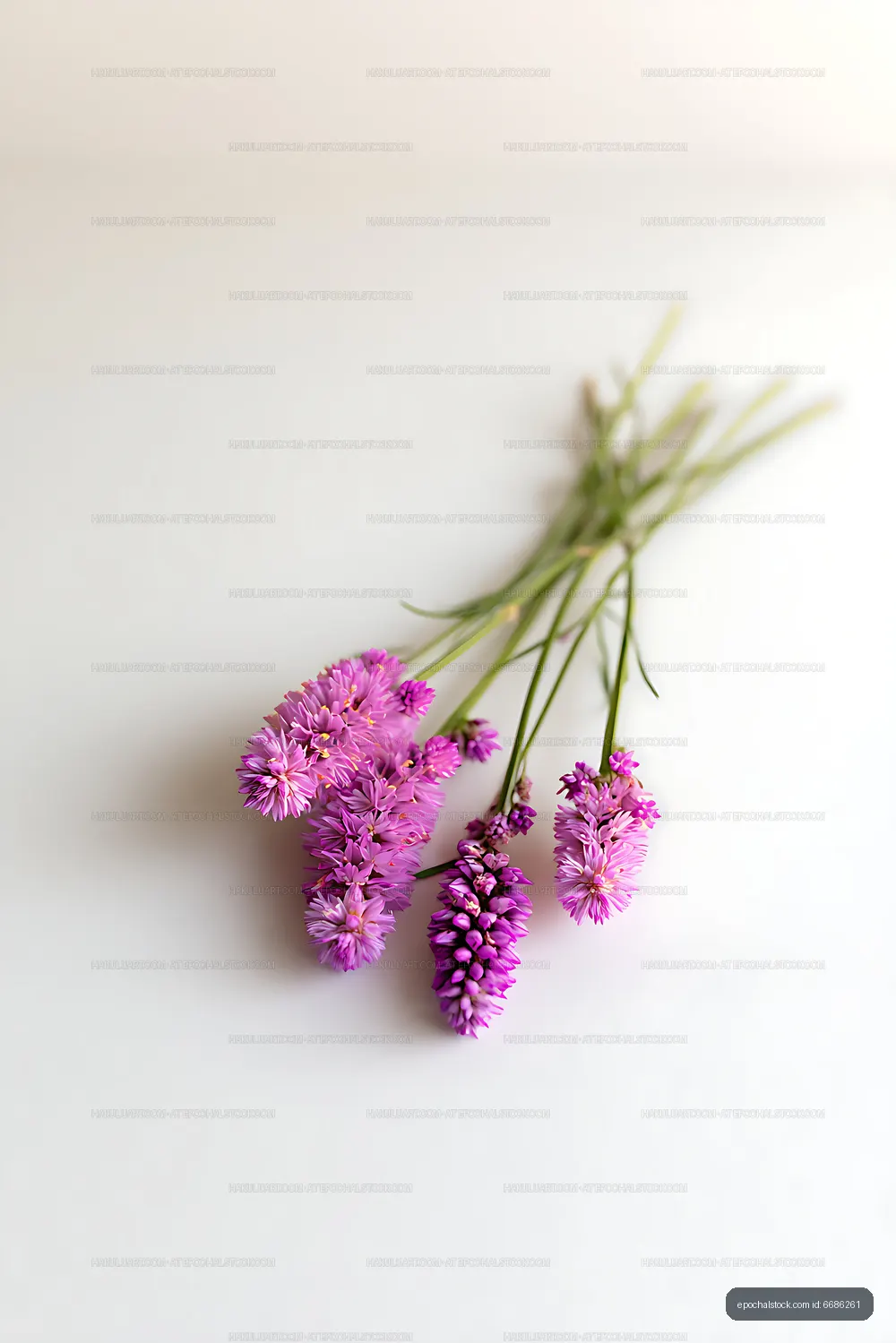Purple allium blossoms with airy copy space