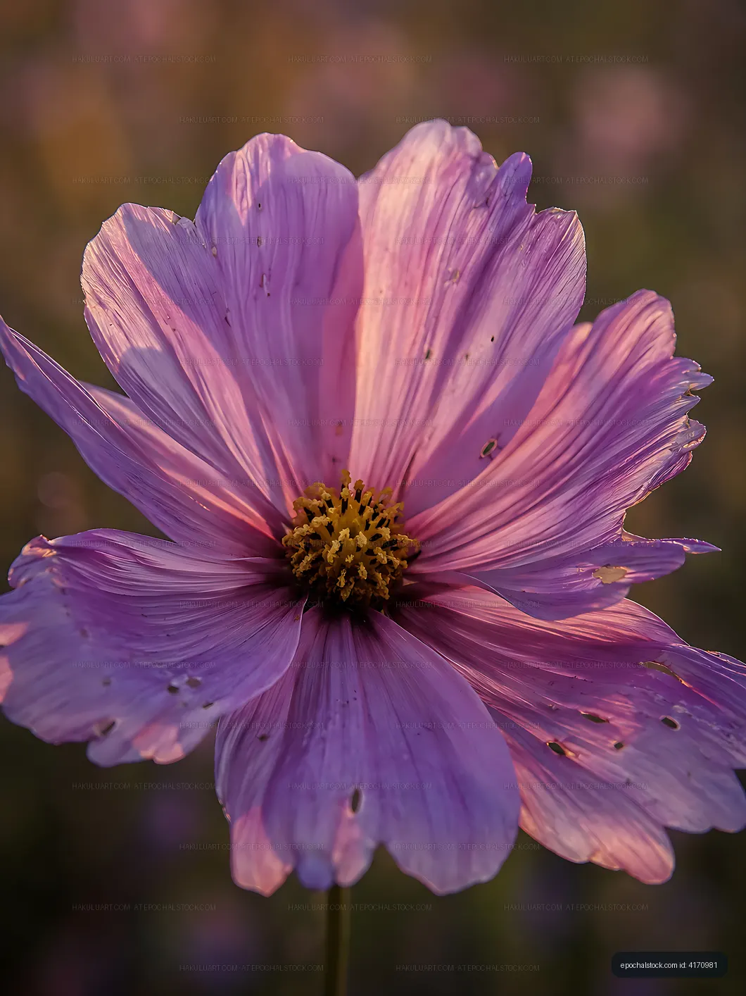 Purple flower in a field with soft lighting during sunset