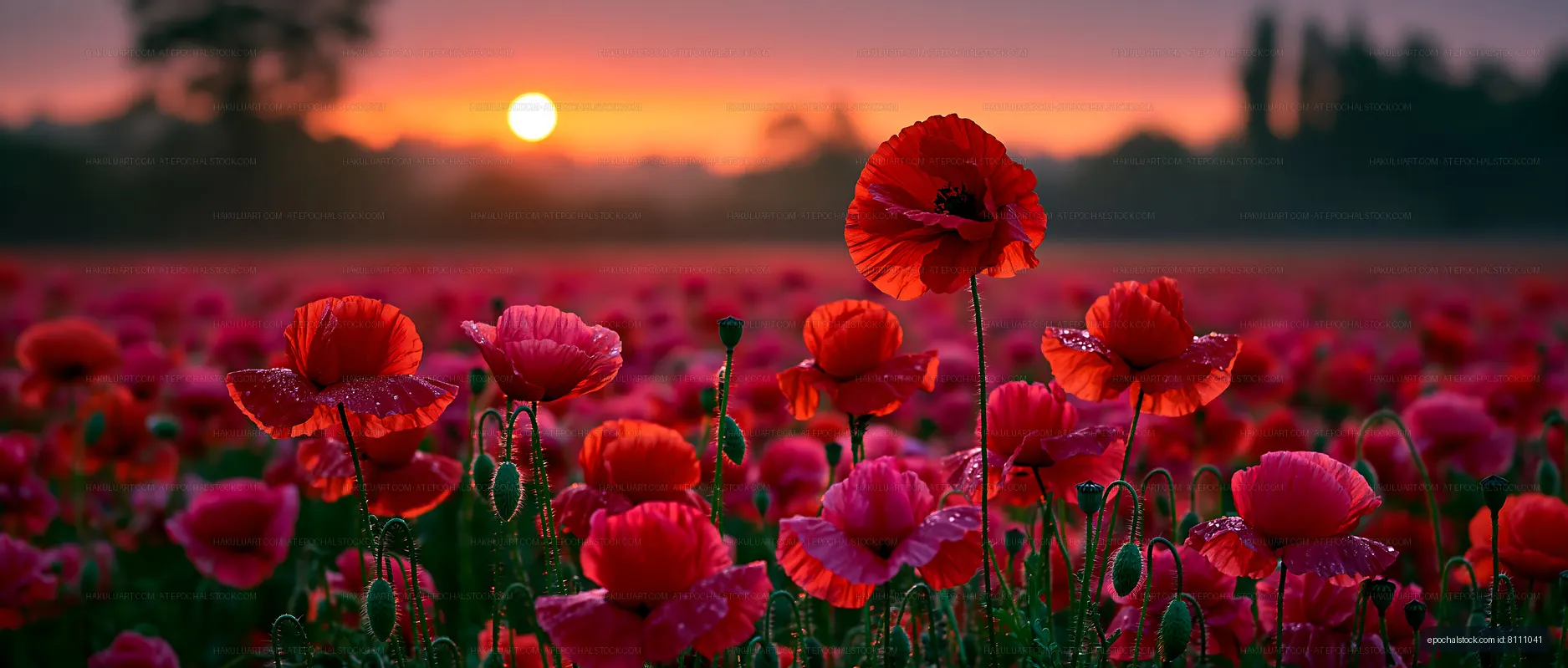 Sunset over a poppy field with blooming red flowers