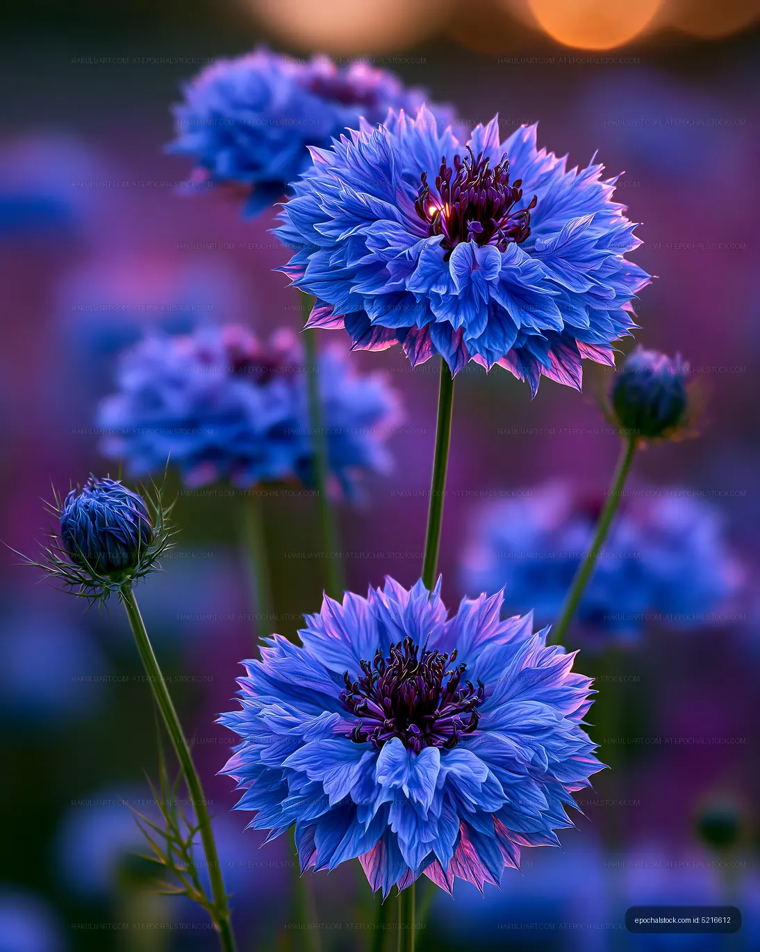 Colorful blue flowers blooming in a garden during sunset